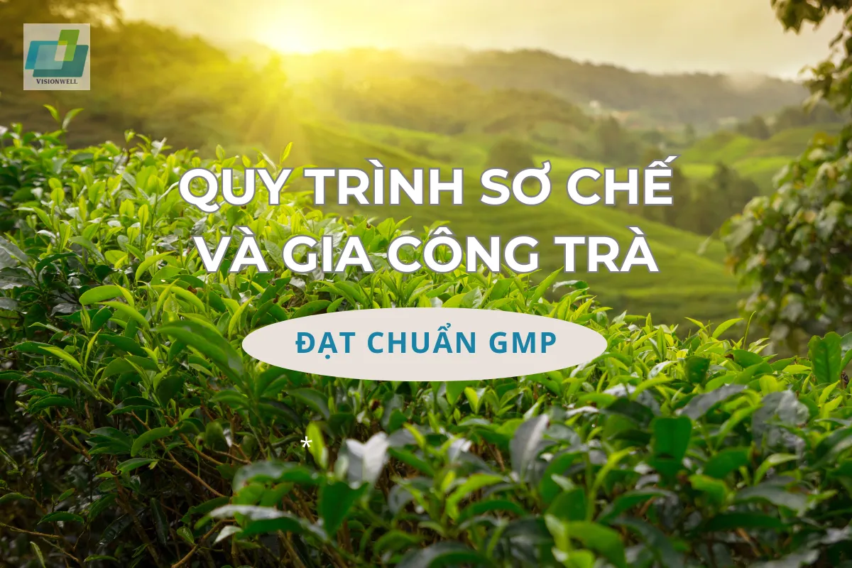 Quy trình sơ chế và gia công trà đạt chuẩn GMP quy-trinh-so-che-va-gia-cong-tra-dat-chuan-gmp